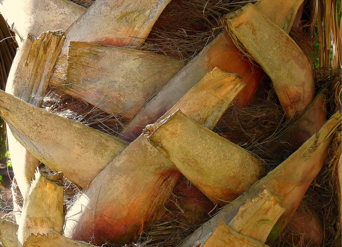 春に散るWDS×EVERLAST PALM TREE SATIN Sサイズ Costa Farms Majesty Palm Tree, House Plant in 10-in Pot L-MAJ-S