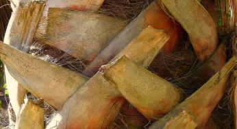 How to care for a Sylvester Palm!
