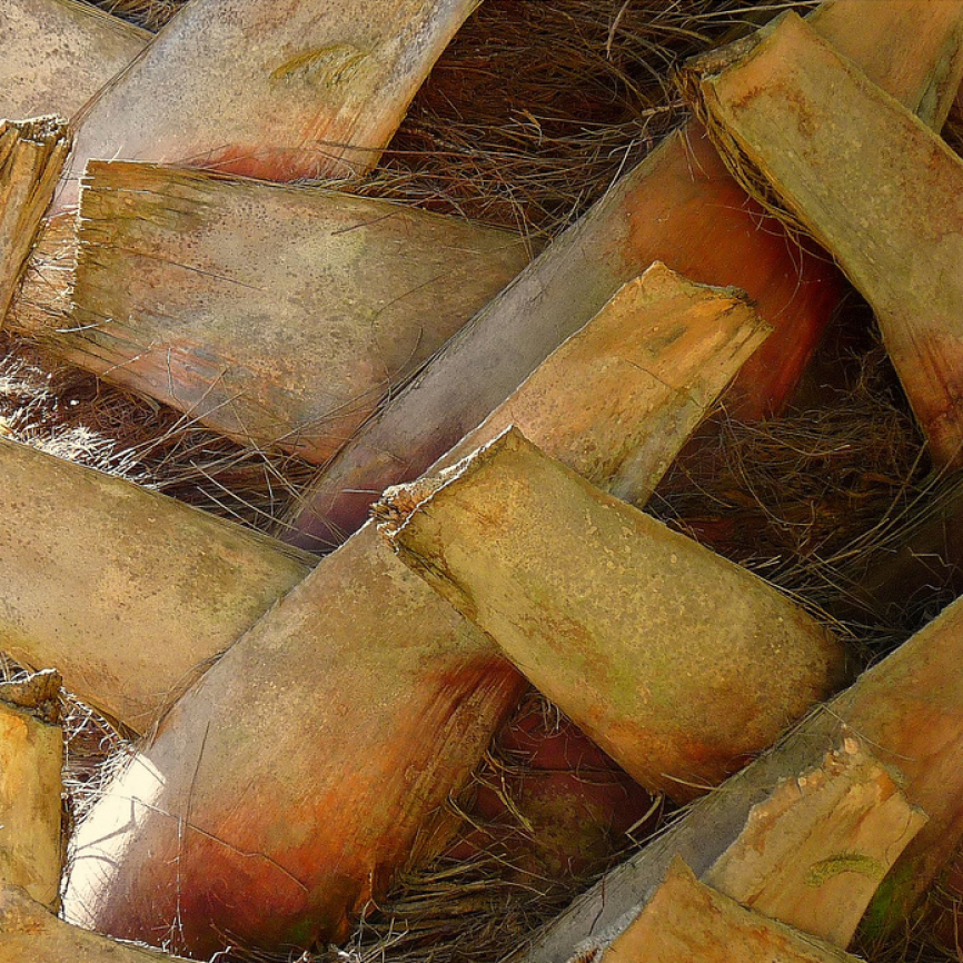 How to care for a Sylvester Palm! | Verdant Tree Farm | Houston, TX How to care for a Sylvester Palm! | Verdant Tree Farm | Houston, TX