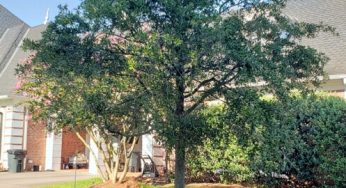 500G Tree install