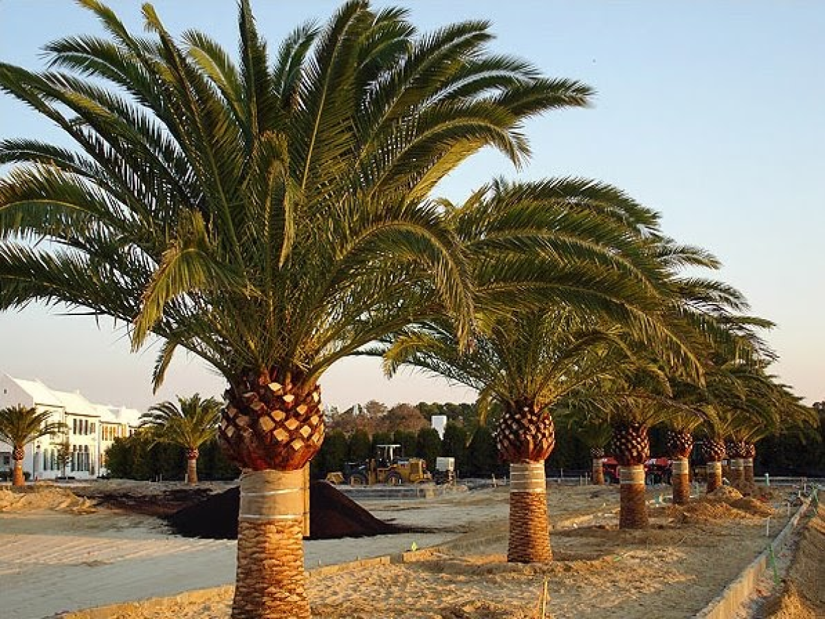 Cody Hardy Palms | Verdant Tree Farm | Houston, TX