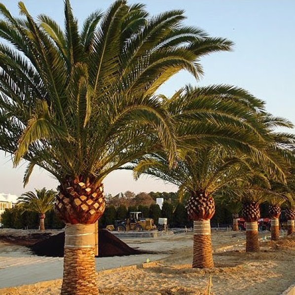 Cody Hardy Palms | Verdant Tree Farm | Houston, TX