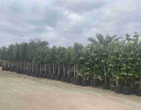 Truck load of trees delivered