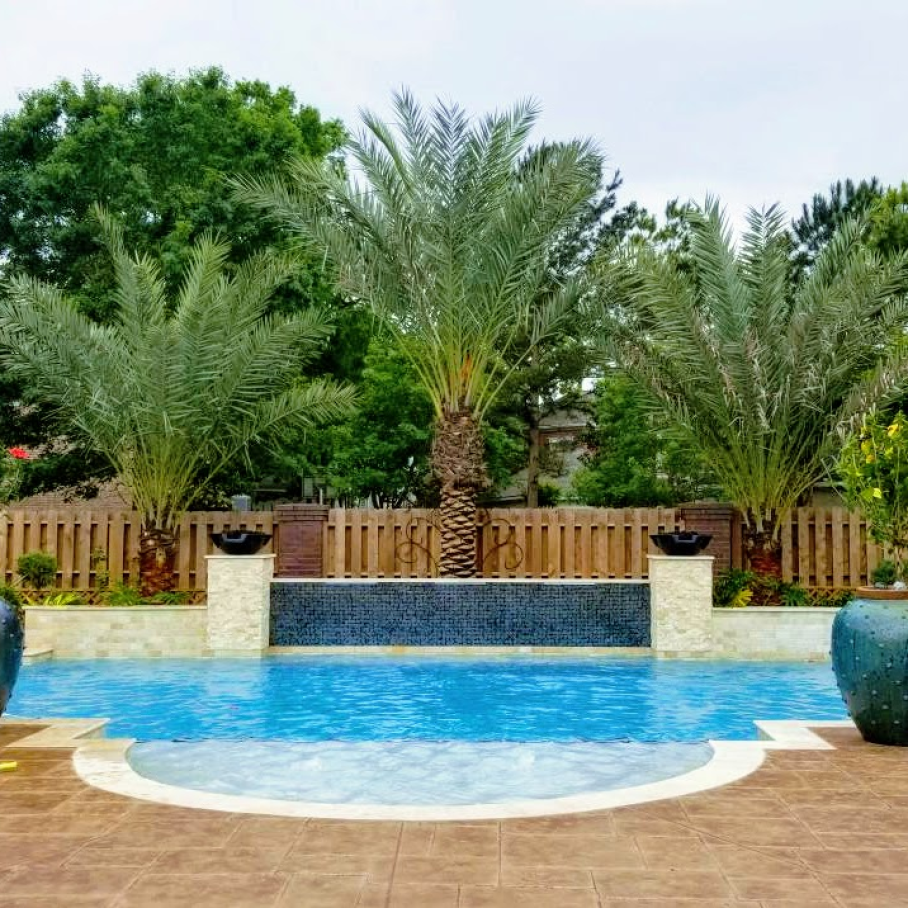 Mango Tree Pool Sago Queen Palm Around A Tropical Pool Pool Landscaping Landscape