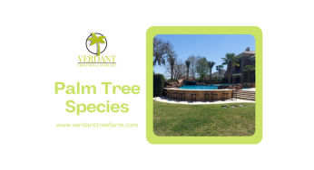 Palm Tree Species