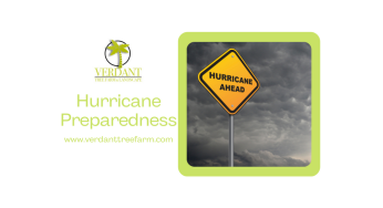 Preparing Your Trees for Hurricanes
