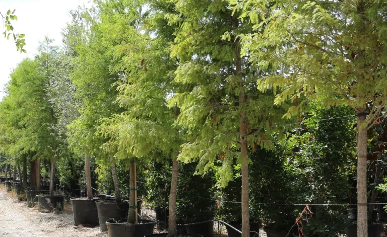 Bald-Cypress-2-1 (2)