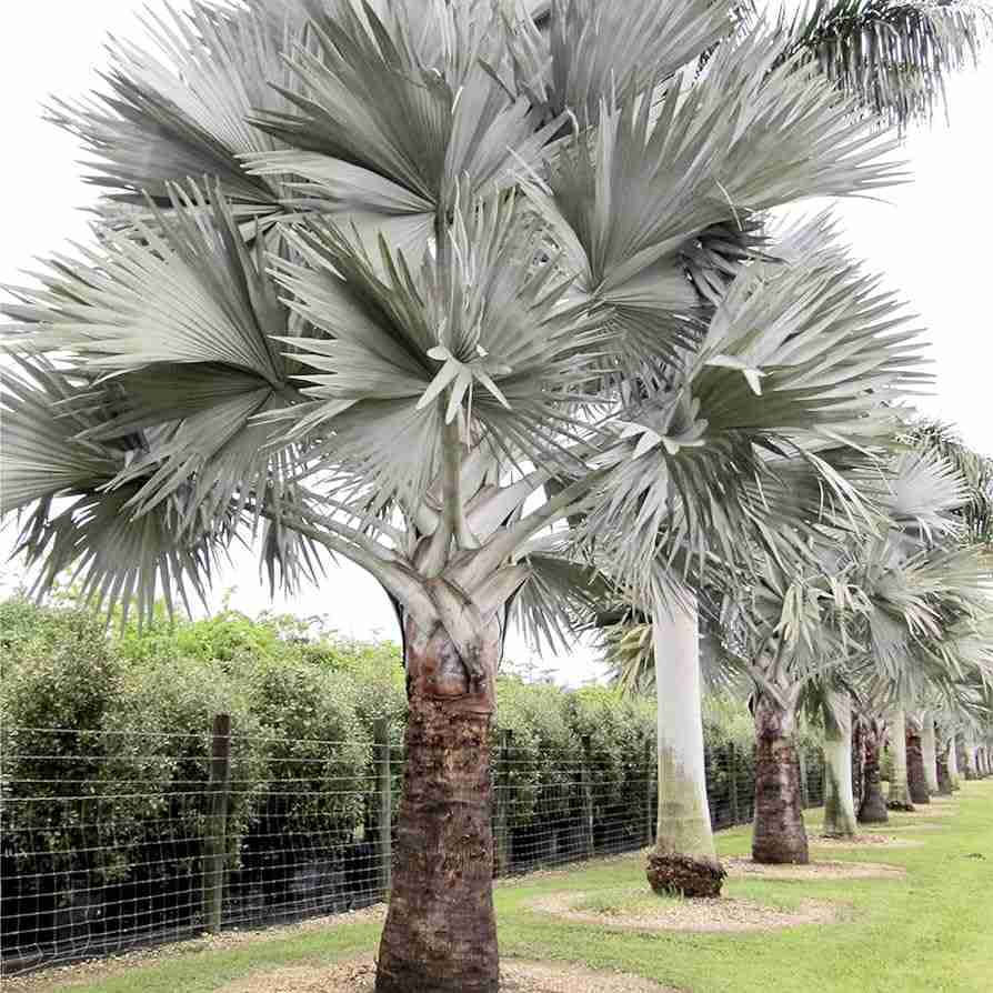 Buy Bismarck Palm Trees in Houston Verdant Tree Farm