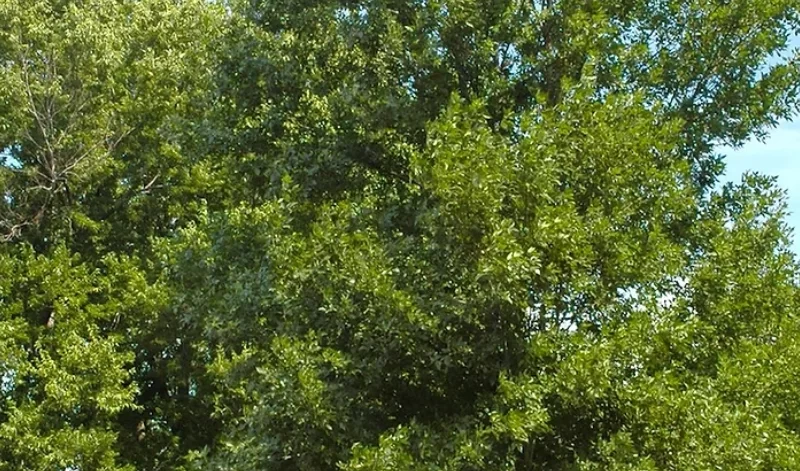 Green Ash (2)