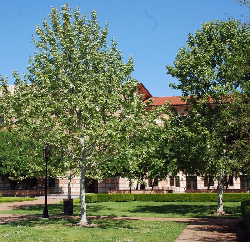 Tree Nursery in Houston, TX | Farm-Grown Trees | Verdant Tree Farm