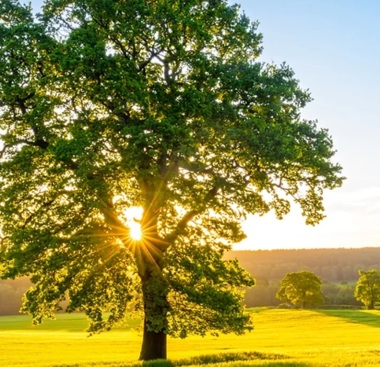 Mexican Sycamore (2)