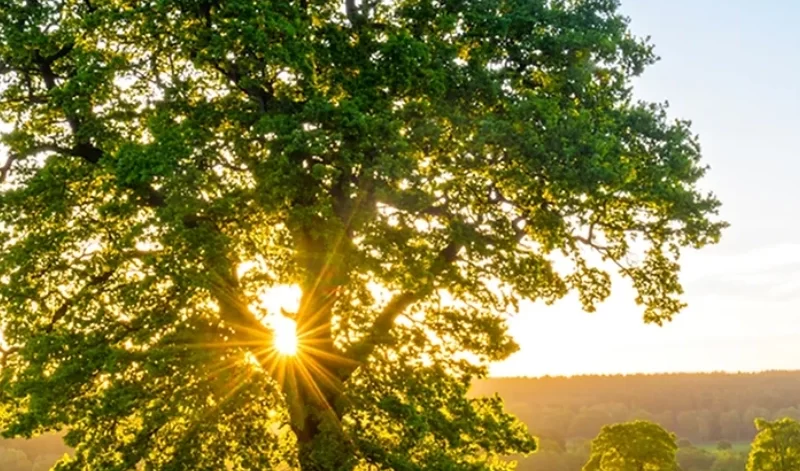 Mexican Sycamore (2)