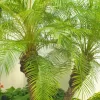 Pygmy Date Palm