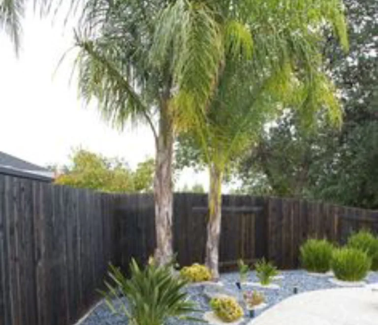 Queen Palm (3)