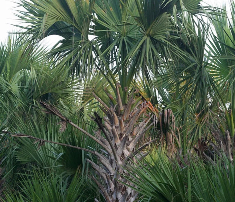 Texas Sabal (2)