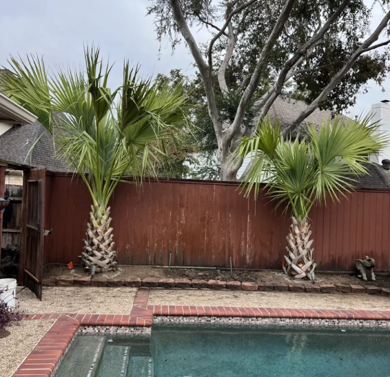 Texas Sabal (3)