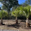 Texas Sabal Palms