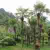 Windmill Palm