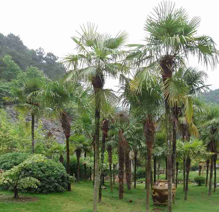 Buy Trees for Sale in Houston, TX - We Grow, Deliver, and Install Trees