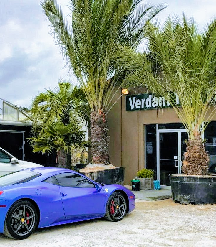 Buying Palm trees at Verdant is fun & EASY.... Medjool palm, windmill palm, sylvester palm
