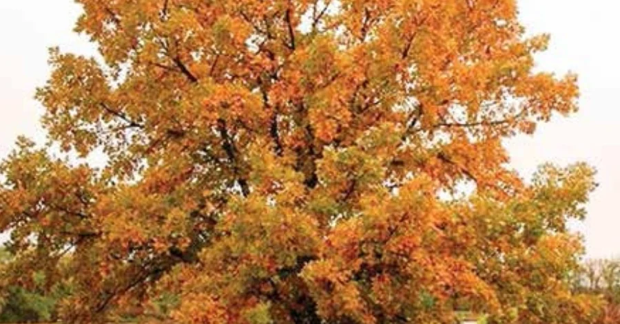 Bur Oak (5)