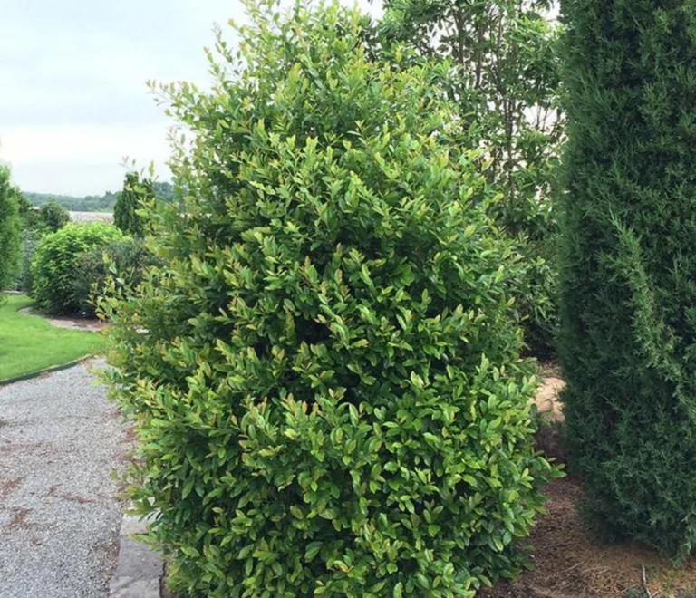 Cherry Laurel (3)