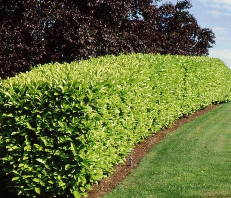 Cherry Laurel (5)