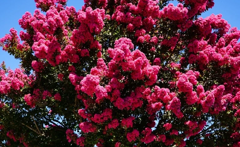 Crepe Myrtle (1)