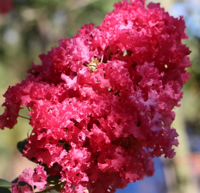 Crepe Myrtle (3)