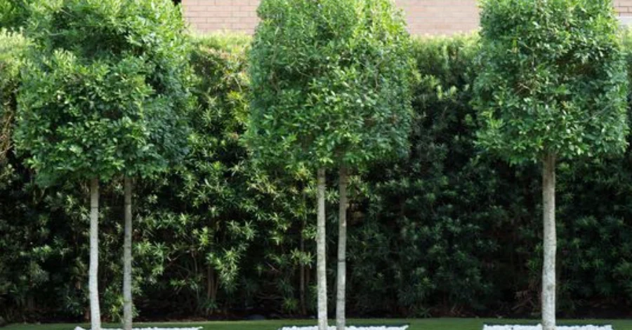 Eagleston Holly (2)