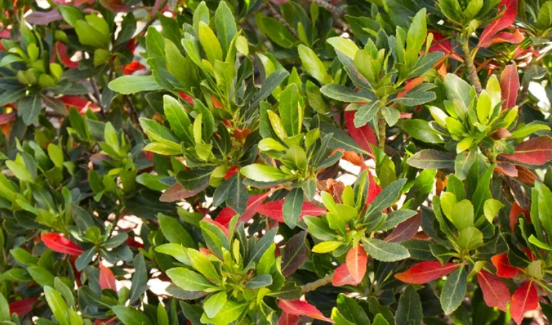 Japanese Blueberry (4)