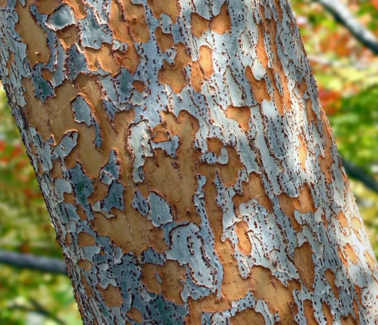 Lacebark Elm (3)