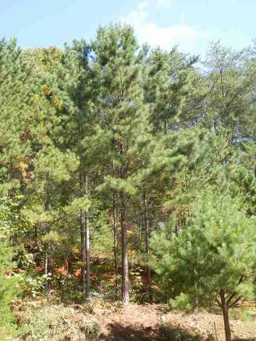 Loblolly Pine 2 (1)