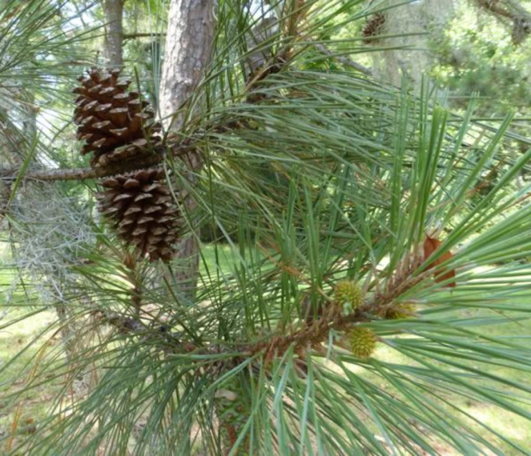 Loblolly Pine (4)