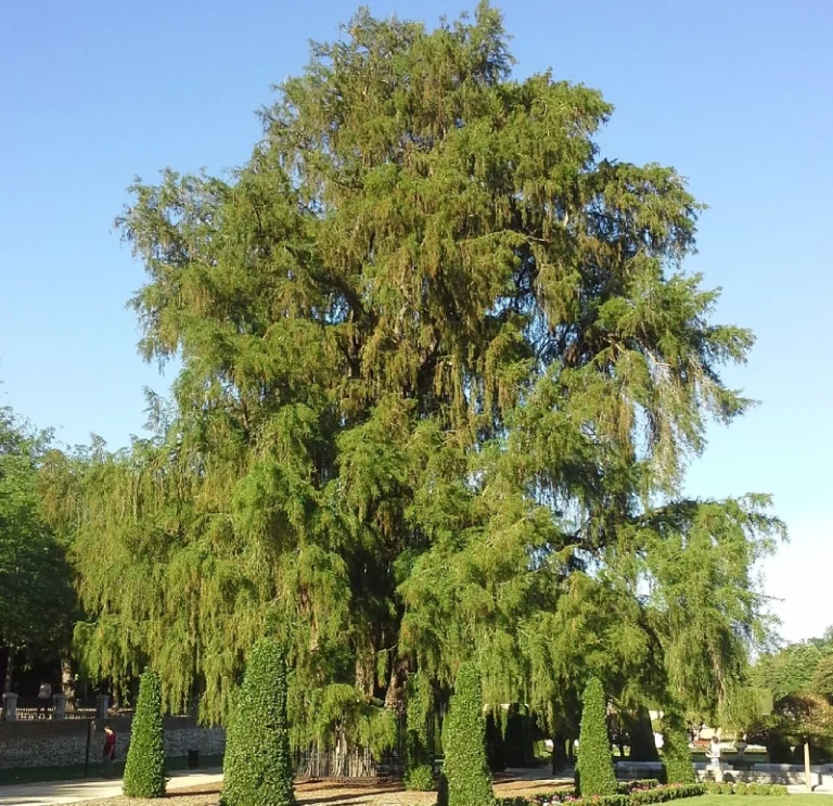 Montezuma Cypress (3)