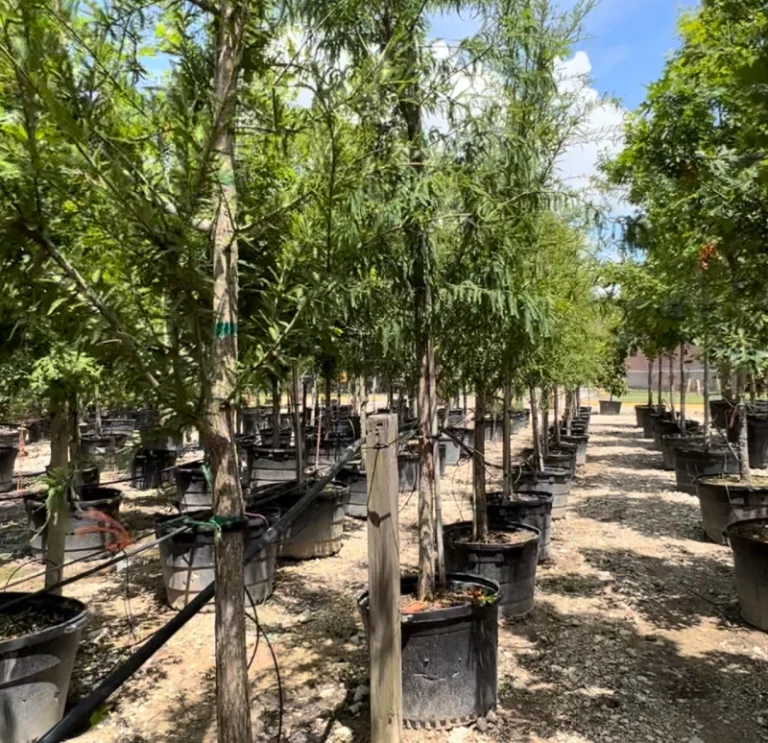 Montezuma Cypress (4)