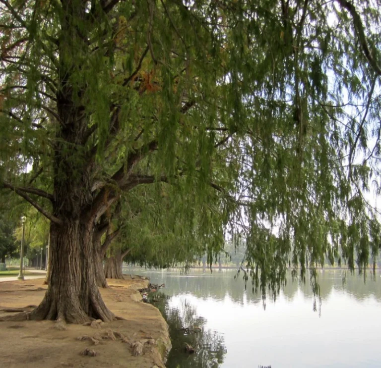 Montezuma Cypress (5)