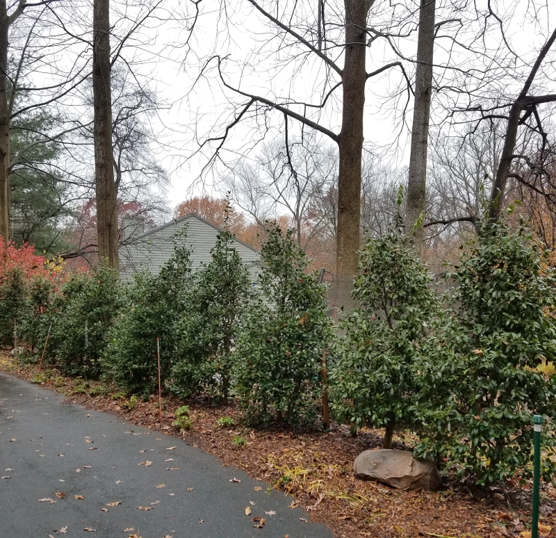 Nelly Stevens Holly Verdant Tree Farm Houston, TX