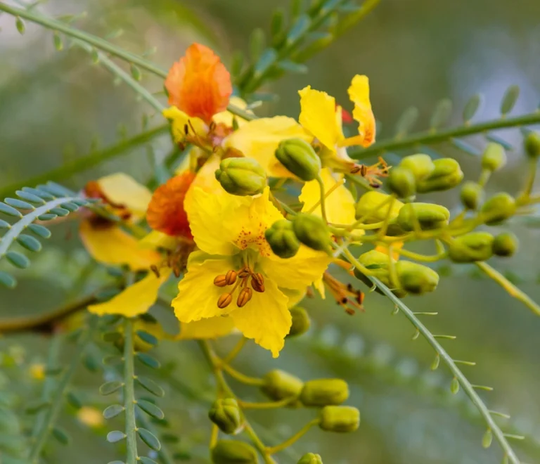 Palo Verde (4)
