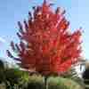 Red Maple