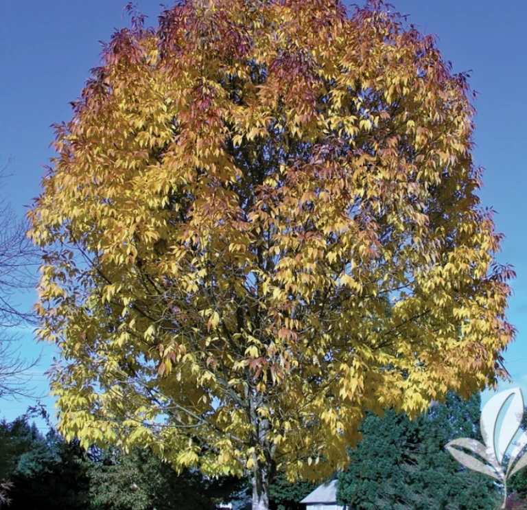 Texas Ash (1)