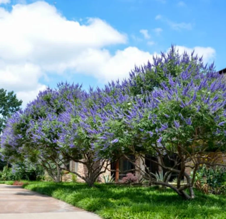 Vitex (4)