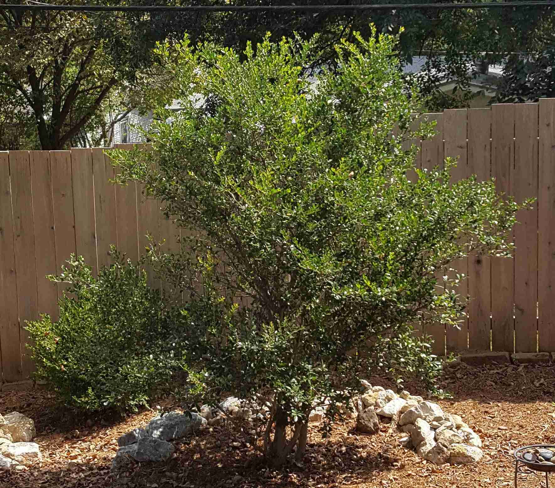Tree Nursery in Houston, TX | Farm-Grown Trees | Verdant Tree Farm