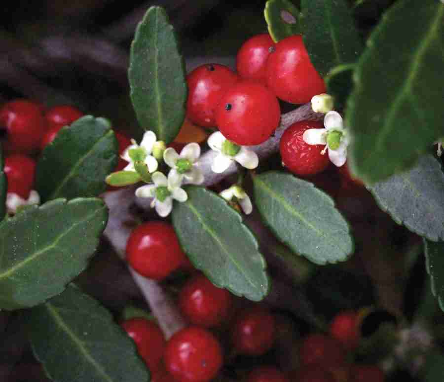 Yaupon Holly 5