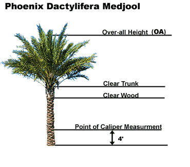 Person measuring the height of a palm tree using a tape measure.