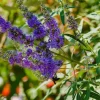 Vitex
