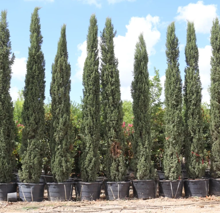 Italian Cypress (3)