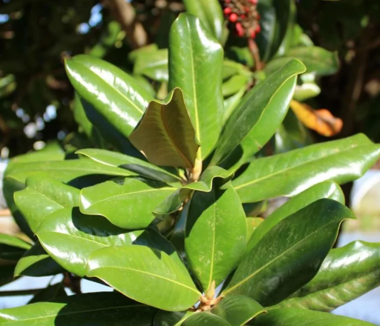 Little Gem Magnolia (1)