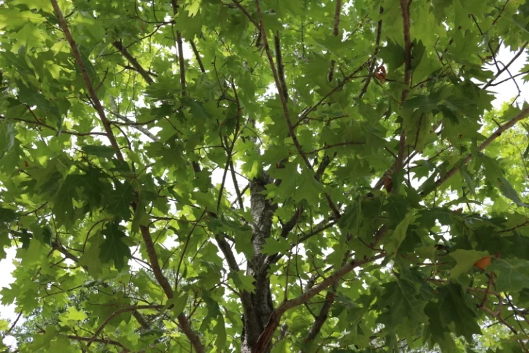 Red Oak Canopy