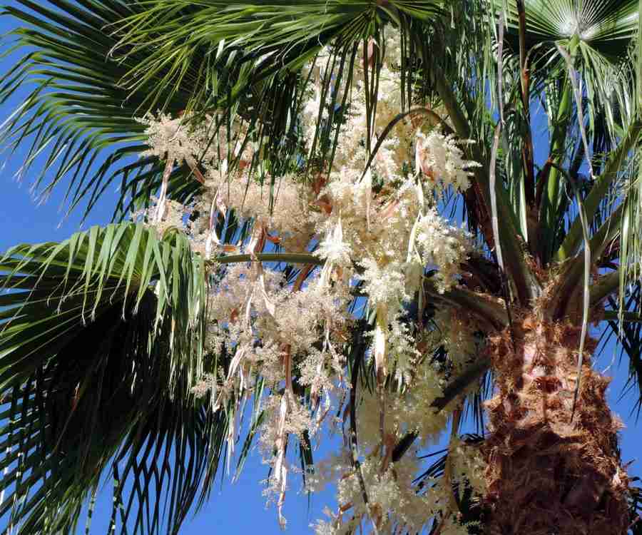 Robusta 4